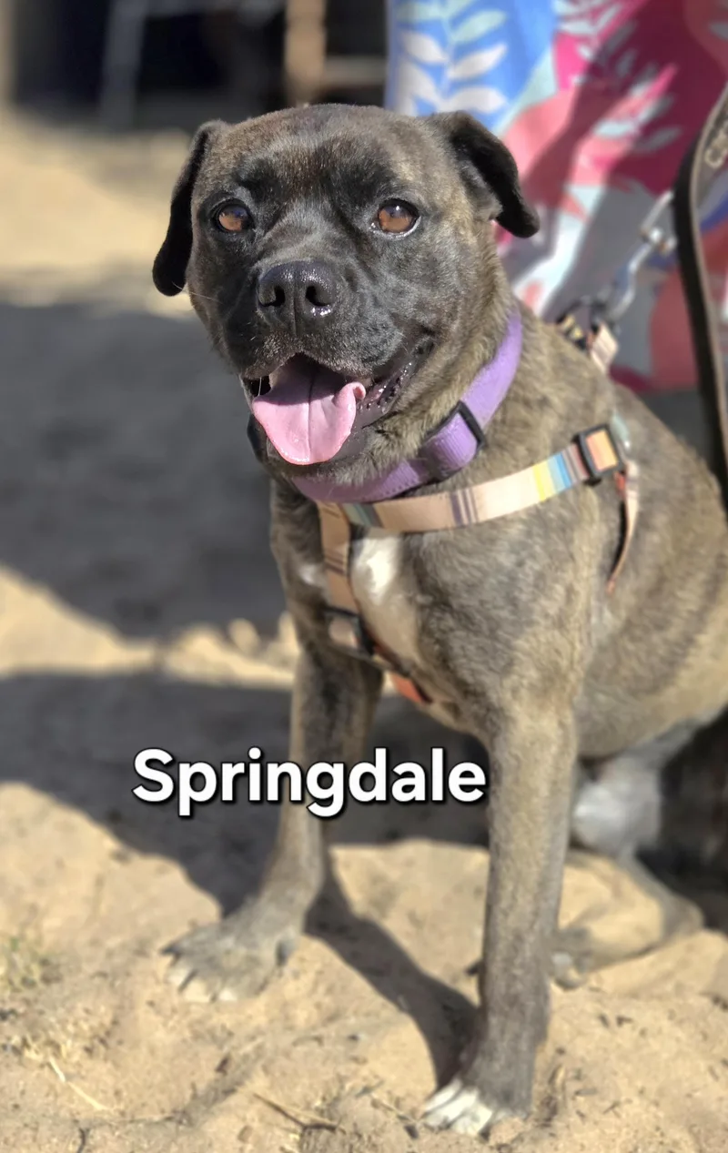 A young small-sized male Brindle Terrier dog named Springdale for adoption in Yucca Valley, CA