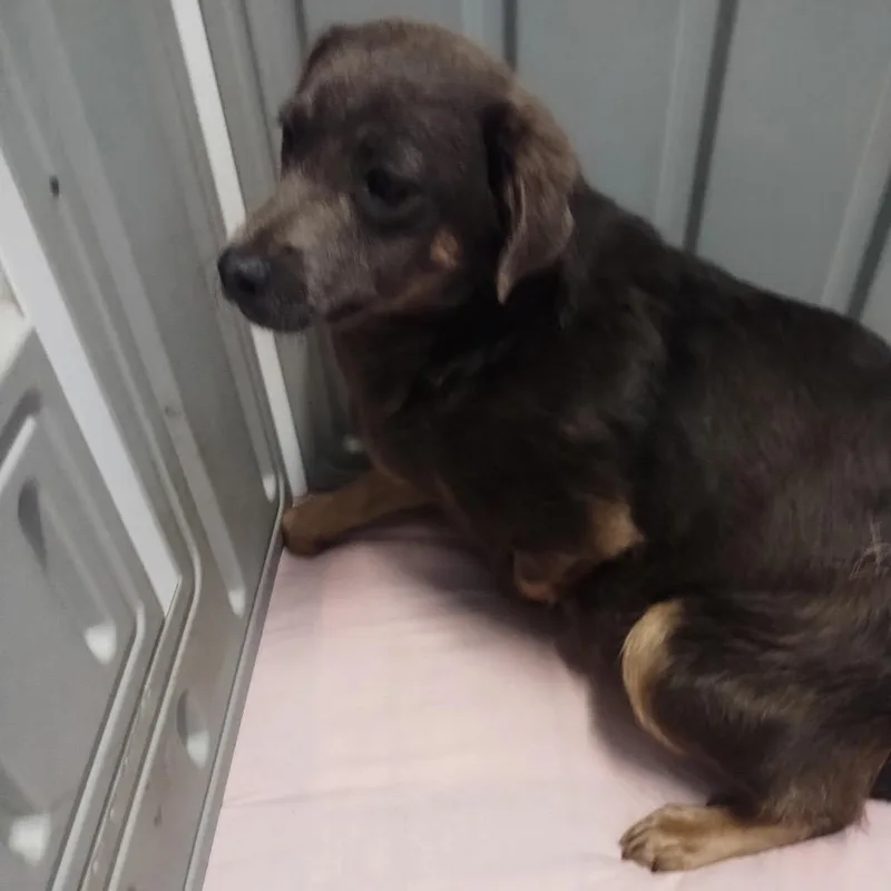 An adult small-sized female Mixed Breed dog named Vida for adoption in LOXAHATCHEE, FL