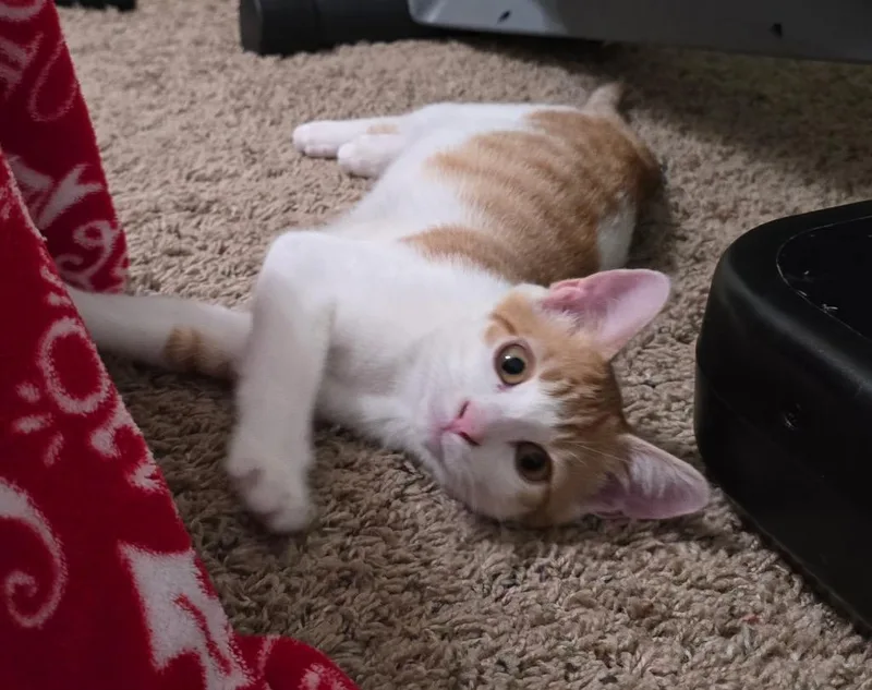 A baby small-sized male Domestic Short Hair cat named Shaggy for adoption in Ogden, UT