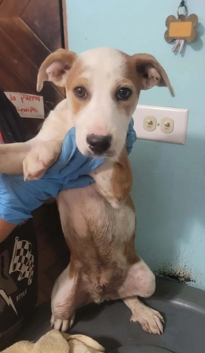 A young medium-sized male Labrador Retriever dog named Dudley for adoption in Villalba, PR