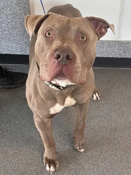 Bubba