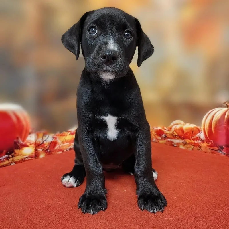 A baby medium-sized female Black Labrador Retriever dog named Venus for adoption in Griswold, CT