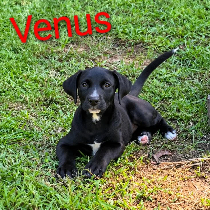 Venus thumbnail 2