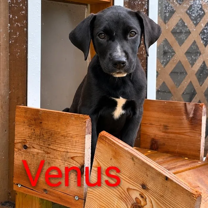 Venus thumbnail 4