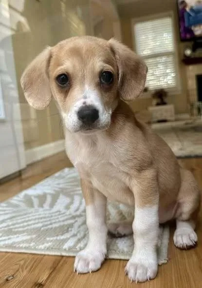 Moonshine thumbnail 3