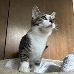 A baby medium-sized female Brown / Chocolate Domestic Short Hair cat named Buttons for adoption in Clawson, MI