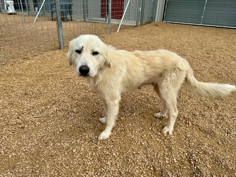 A young large-sized female Great Pyrenees dog named Summer SAT for adoption in Quinlan, TX