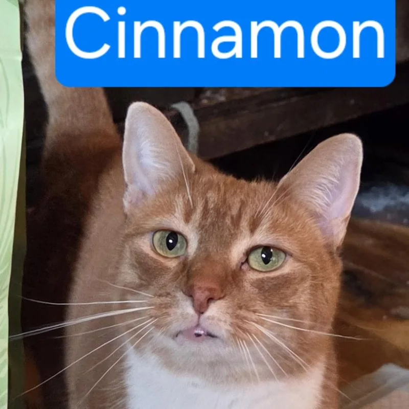 An adult medium-sized female Orange & White Domestic Short Hair cat named Cinnamon for adoption in Greensburg, PA