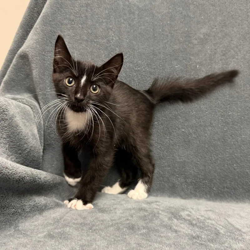 A baby medium-sized male Domestic Short Hair cat named Heinz for adoption in Brenham, TX