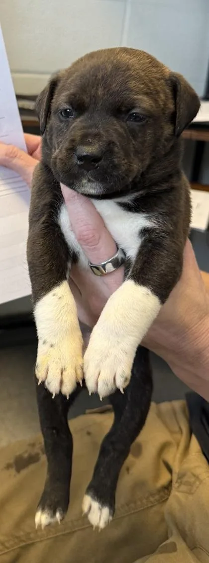 A baby small-sized female Mixed Breed dog named #2 for adoption in Port Allen, LA
