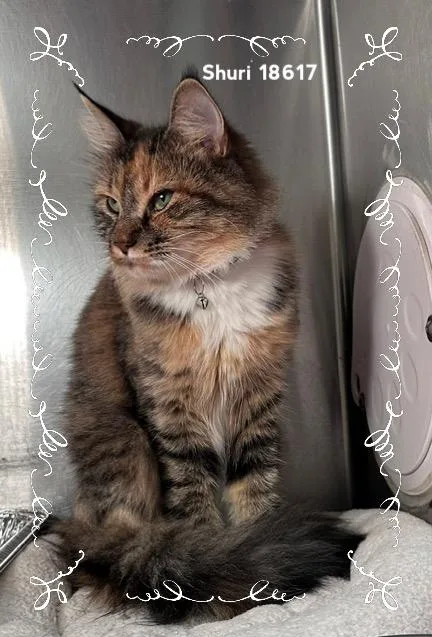 A young medium-sized female Calico Domestic Short Hair cat named Shuri for adoption in Marietta, GA