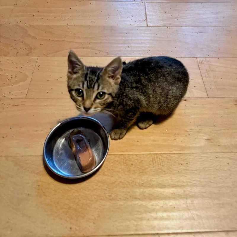 A baby small-sized male Brown / Chocolate Domestic Short Hair cat named Man in the Moon for adoption in Boerne, TX