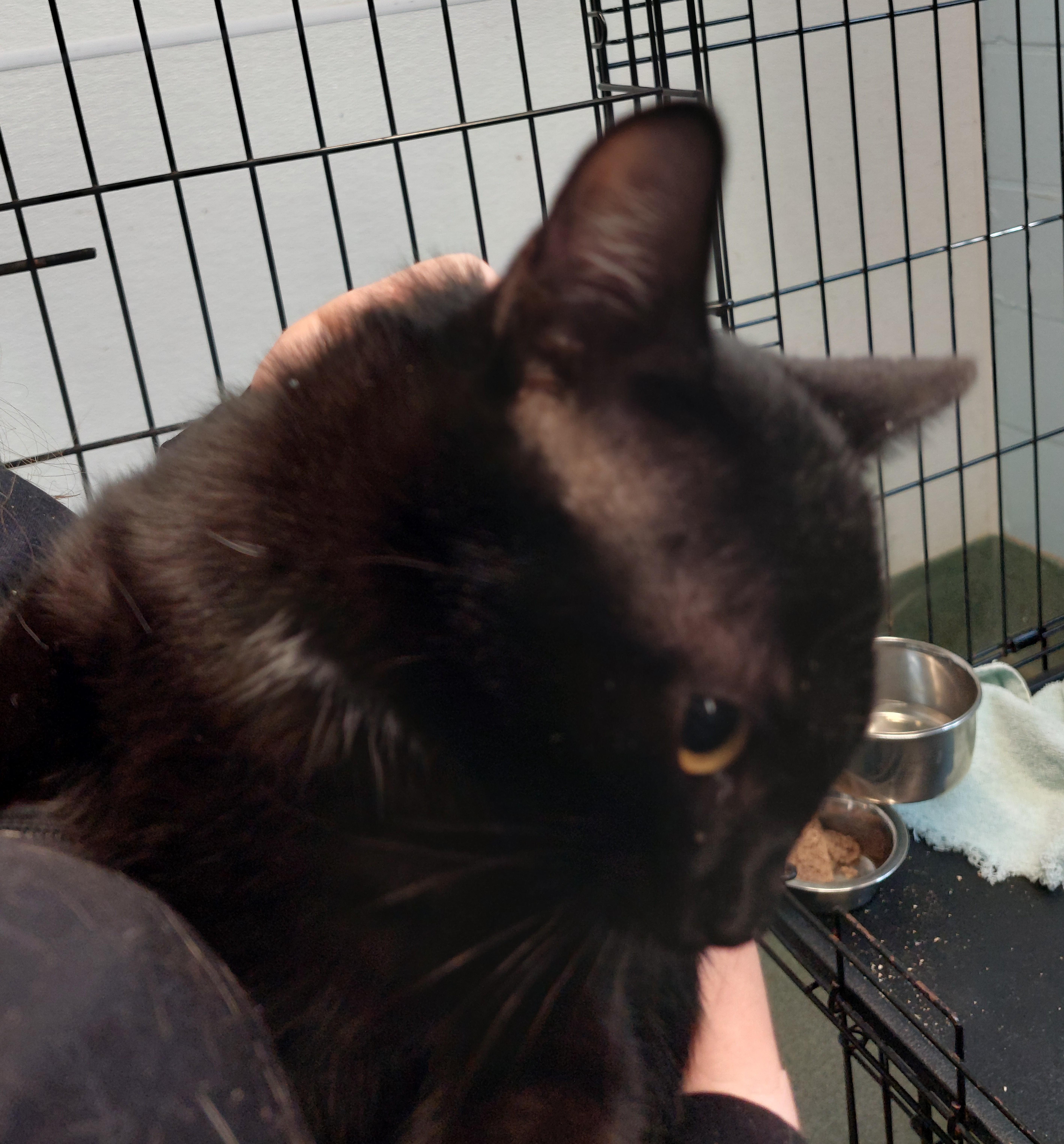 A baby medium-sized female Black Domestic Short Hair cat named Lady Long Tail for adoption in Rehoboth, MA