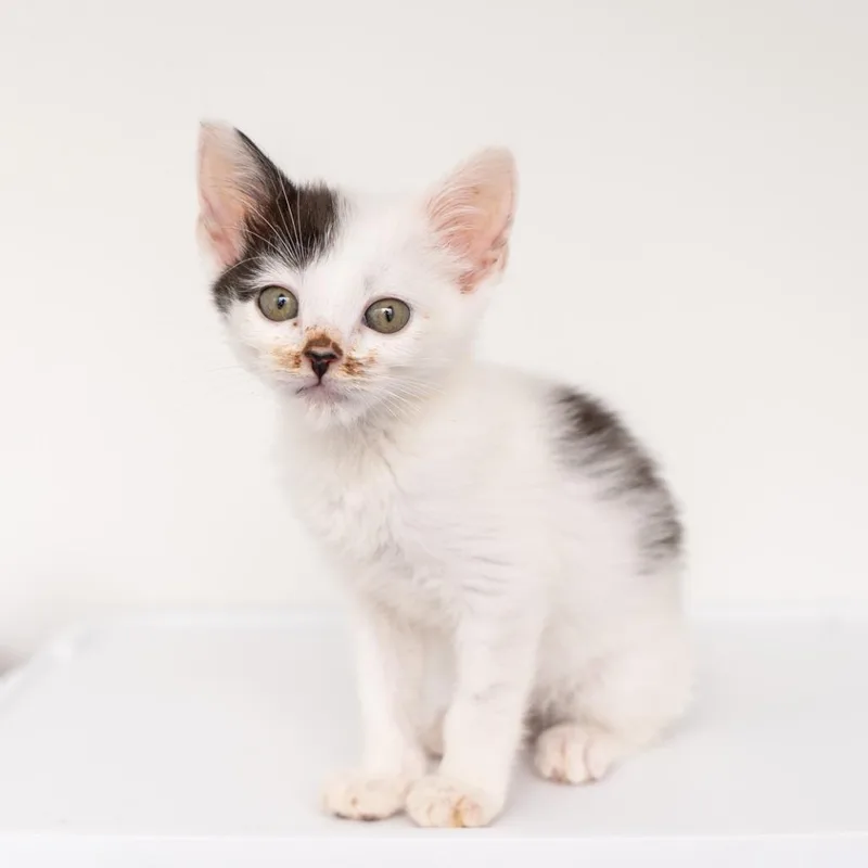 A baby small-sized female Domestic Short Hair cat named Banshee for adoption in New York, NY
