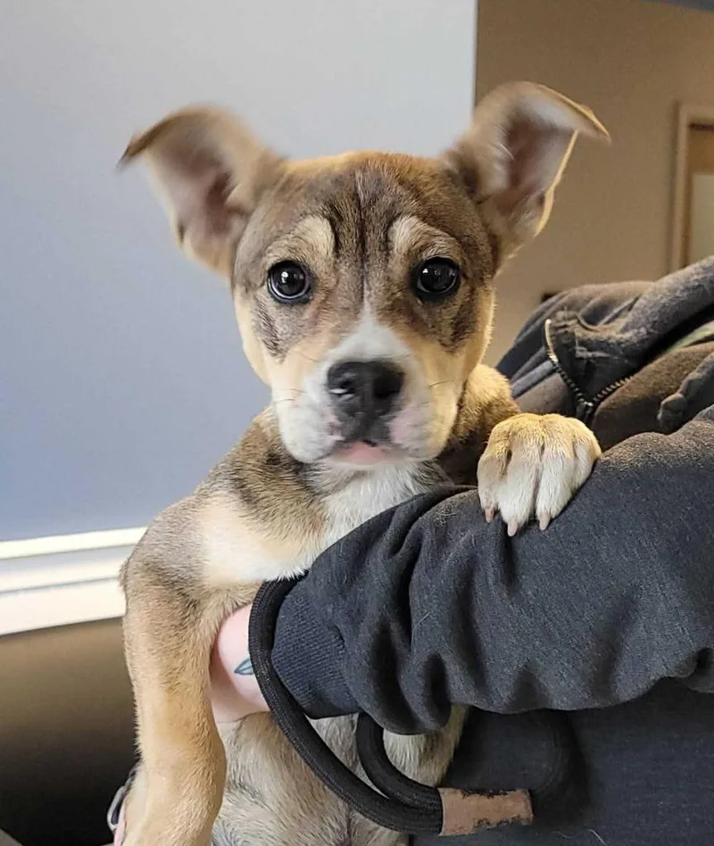 A baby medium-sized male Pit Bull Terrier dog named Fries for adoption in Chillicothe, OH