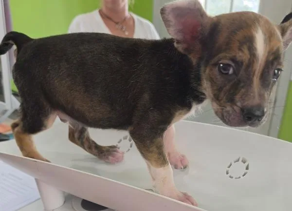 A baby large-sized male Hound dog named Moose for adoption in Cleveland, TN