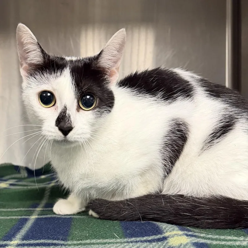 A young small-sized female Black Domestic Short Hair cat named Marnie for adoption in Marion, VA