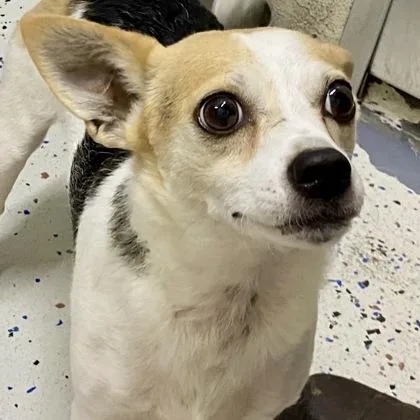 An adult small-sized male Chihuahua dog named Callum for adoption in Erie, PA