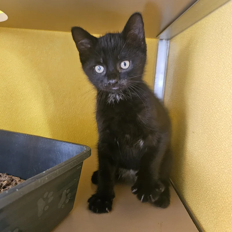 A baby medium-sized male Black Domestic Short Hair cat named Smudge for adoption in Fall River, MA