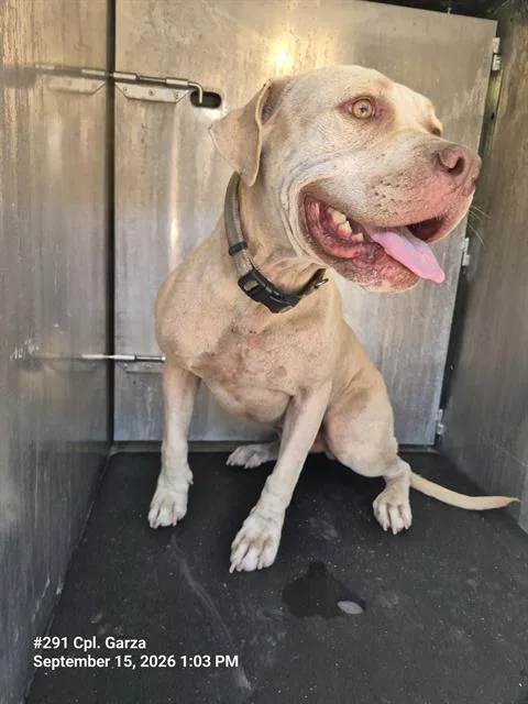An adult medium-sized male American Staffordshire Terrier dog named Brownie for adoption in San Antonio, TX