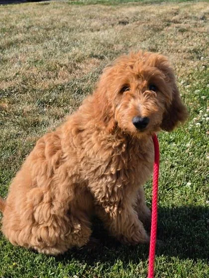 A baby large-sized female Golden Retriever dog named Aurora for adoption in Malvern, PA