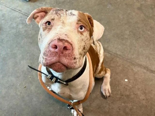 An adult large-sized male Catahoula Leopard Dog dog named Stuart for adoption in Tavares, FL