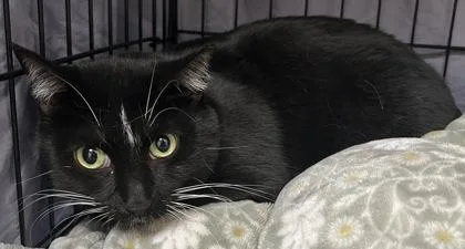 An adult small-sized female Domestic Short Hair cat named Blossom for adoption in Phoenix, AZ