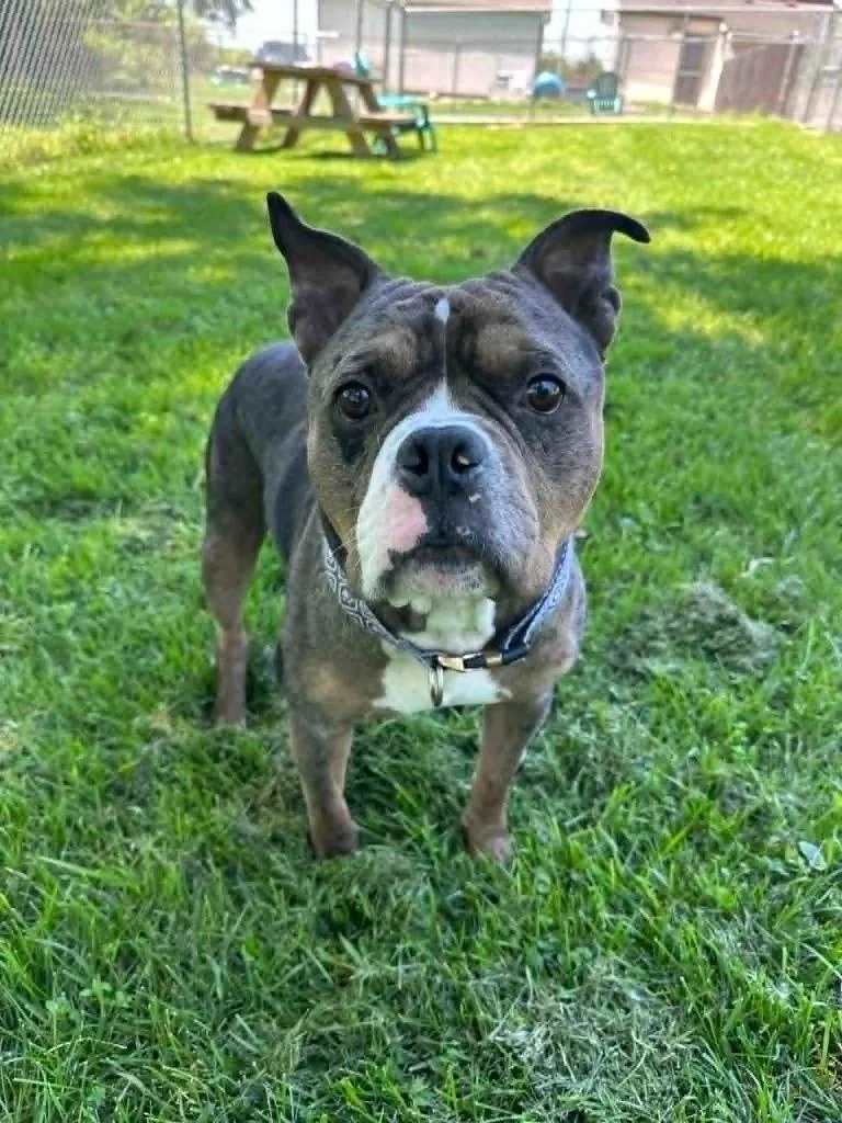 Bruiser