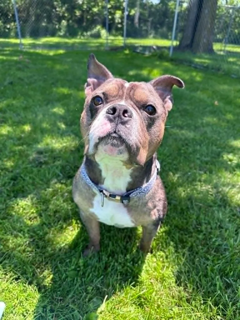 Bruiser thumbnail 3