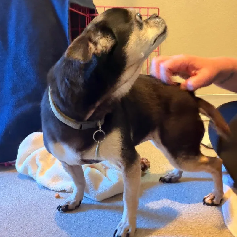 Lola thumbnail 2