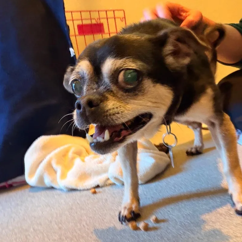 Lola thumbnail 3