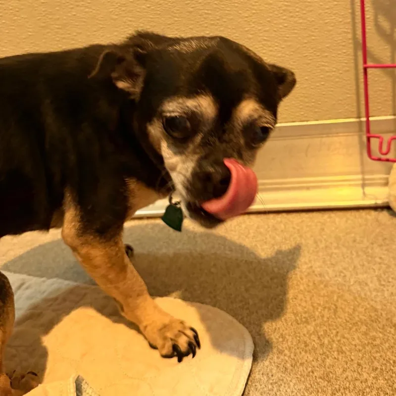 Lola thumbnail 4