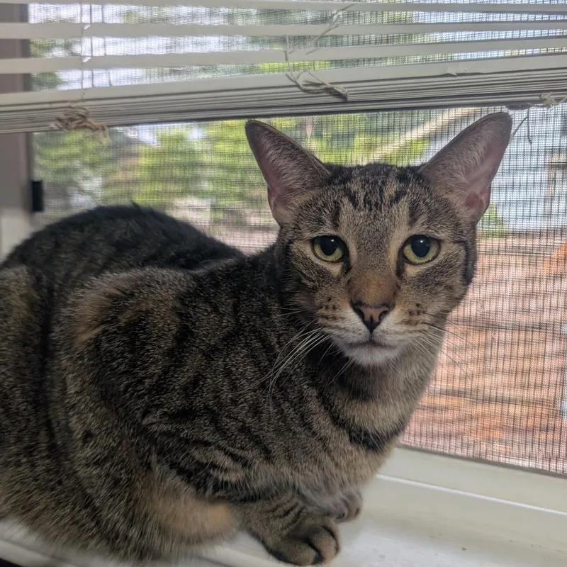 An adult small-sized male Brown / Chocolate Domestic Short Hair cat named Cannelloni for adoption in Bulverde, TX