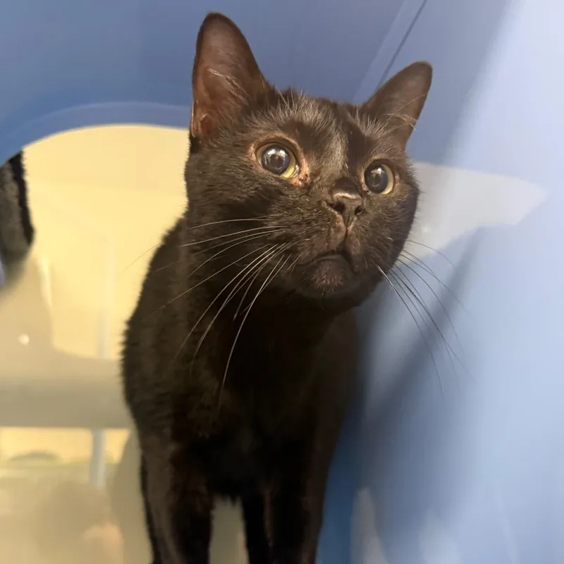 A senior large-sized female Domestic Short Hair cat named Pie for adoption in Lauderhill, FL