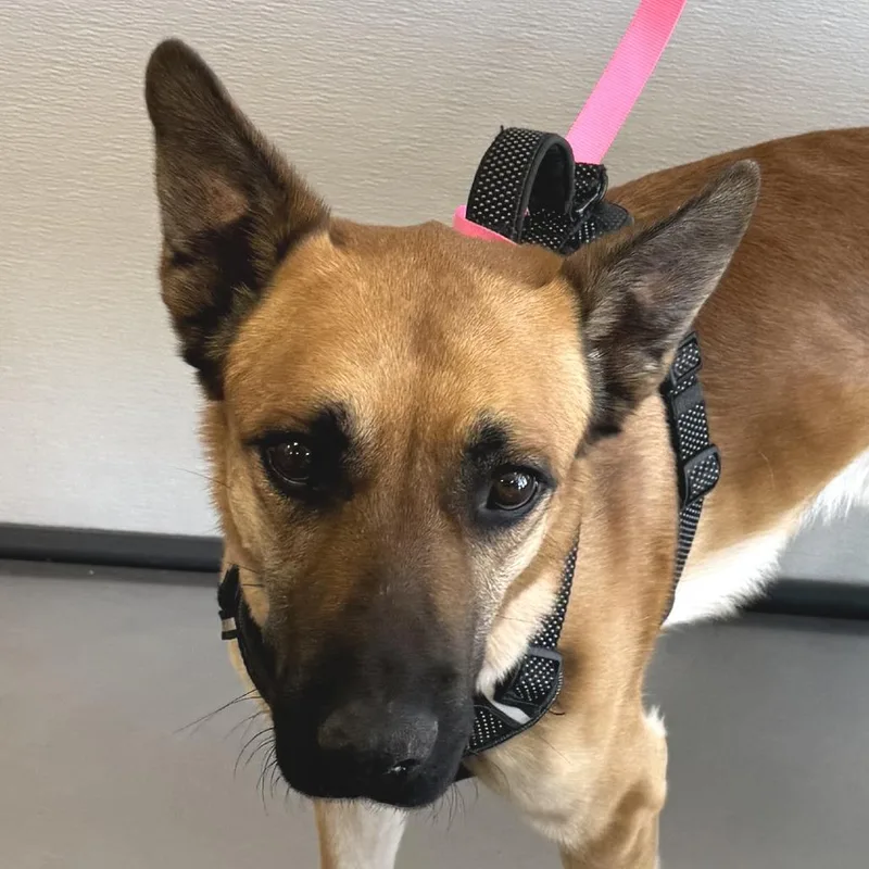 An adult medium-sized male Yellow / Tan / Blond / Fawn Mixed Breed dog named Burr for adoption in Las Cruces, NM