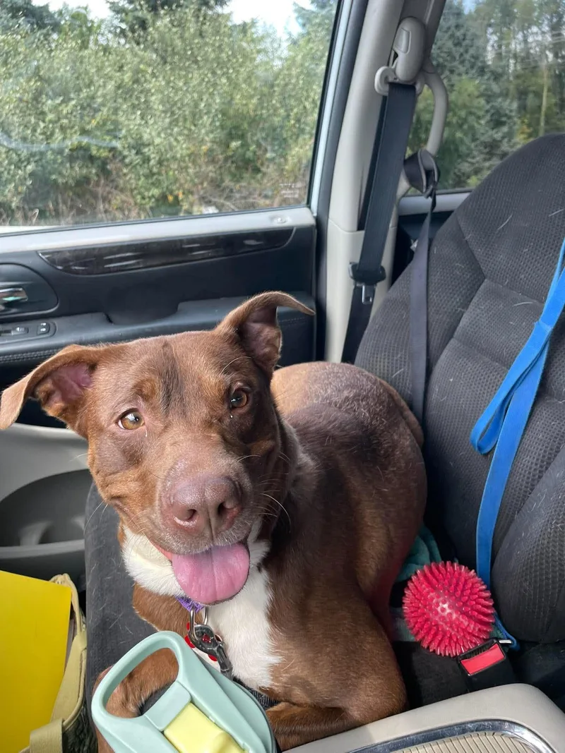 An adult large-sized female Pit Bull Terrier dog named Truffle for adoption in Valparaiso, IN