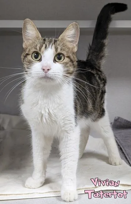 A senior medium-sized female Domestic Short Hair cat named Vivian Tatertot for adoption in Mason, MI