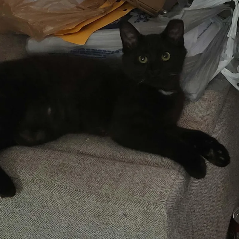 A young medium-sized female Domestic Short Hair cat named Twinkle for adoption in Lynchburg, VA