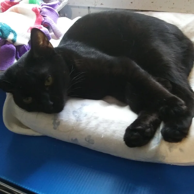 A young medium-sized male Black Domestic Short Hair cat named Hippy for adoption in Port Wentworth, GA