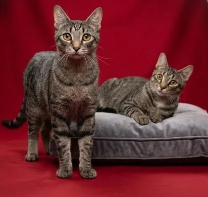 A young small-sized male Domestic Short Hair cat named Emmett for adoption in Cumming, GA