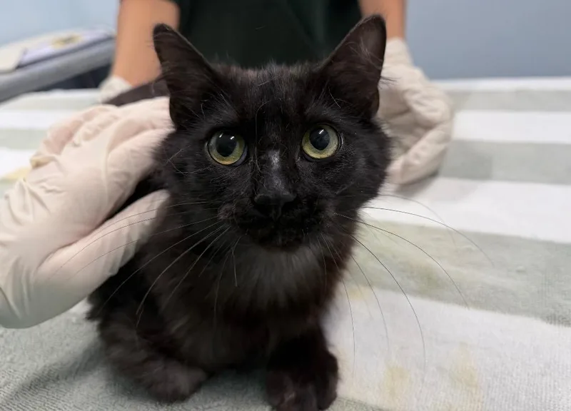 A baby medium-sized female Domestic Medium Hair cat named Cicali for adoption in Raleigh, NC