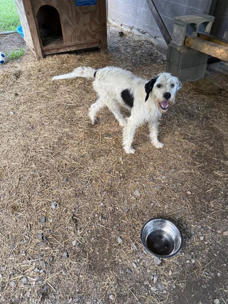 A young medium-sized female Labrador Retriever dog named Jade for adoption in Murray, KY