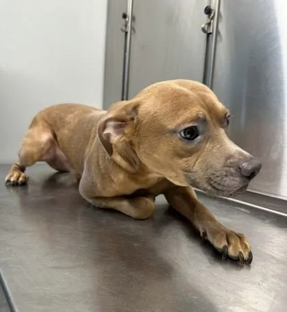 An adult medium-sized male Yellow / Tan / Blond / Fawn American Staffordshire Terrier dog named Buzz for adoption in Converse, TX