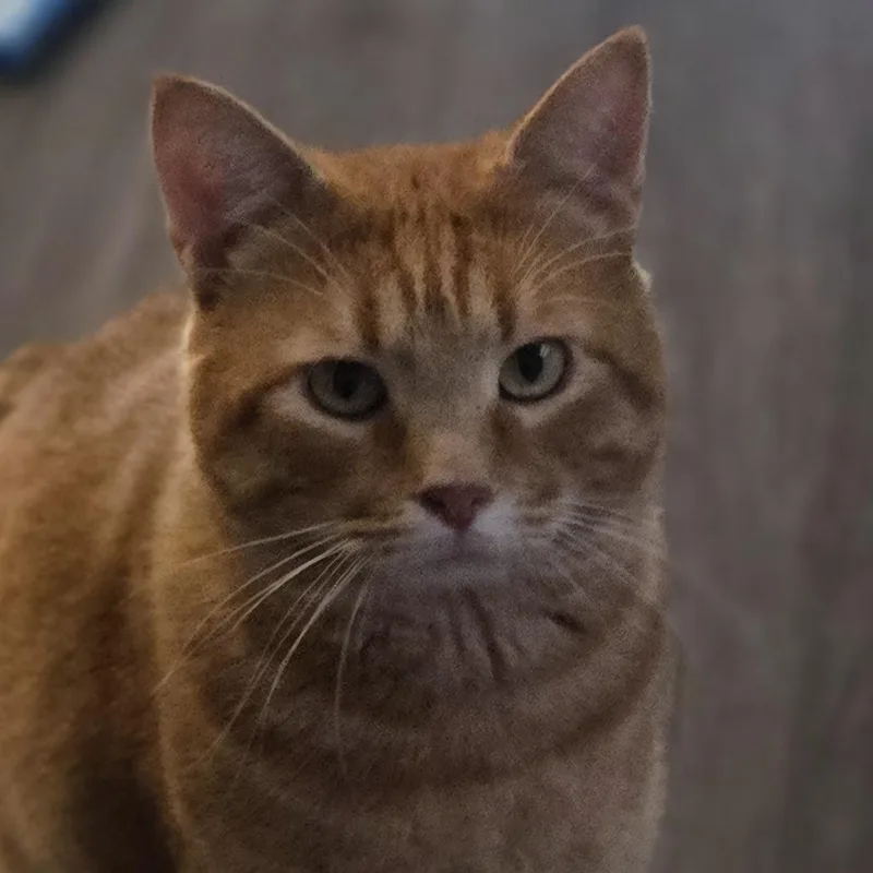 An adult small-sized male Orange / Red Domestic Short Hair cat named Pumpkin is LOST Westminster for adoption in Rochester, MN