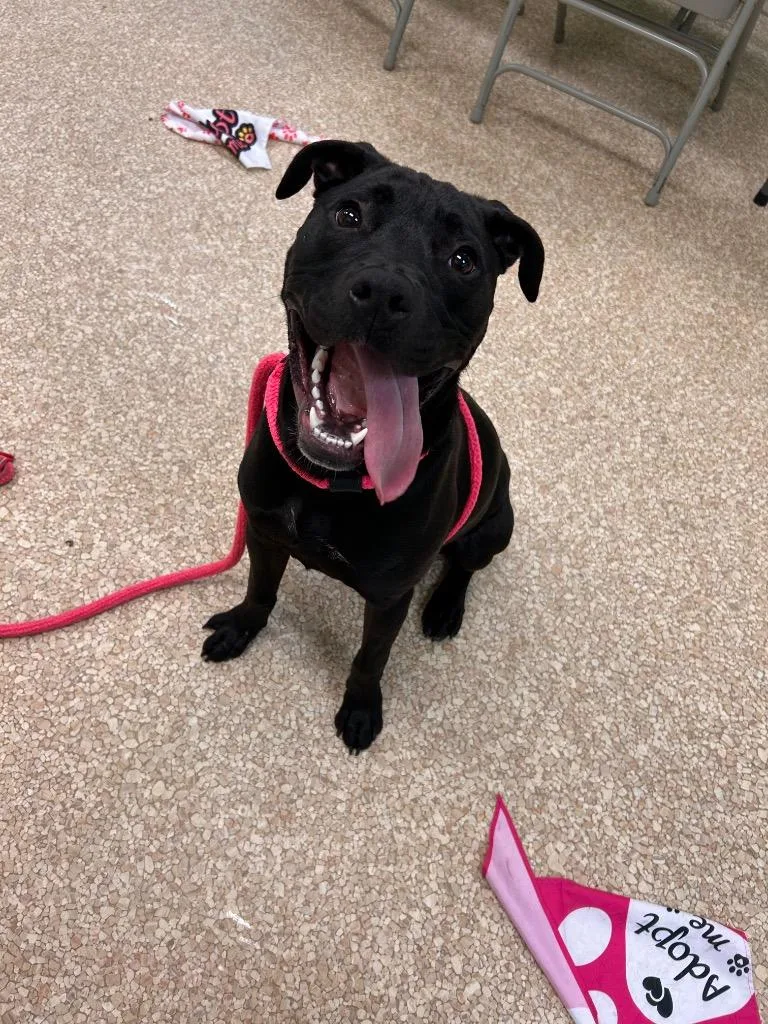 A baby large-sized male Pit Bull Terrier dog named Leilo for adoption in Utica, MI