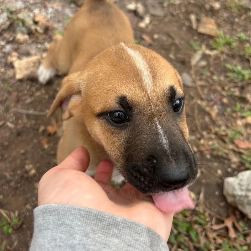 Toulouse thumbnail 2