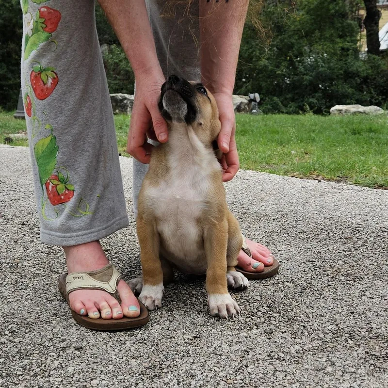 Toulouse thumbnail 3