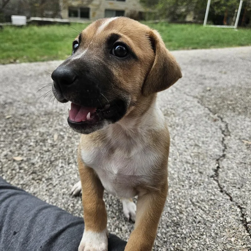 Toulouse thumbnail 4