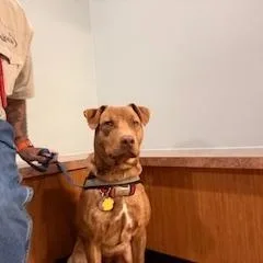 C Brodie thumbnail 2