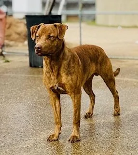 C Brodie thumbnail 4